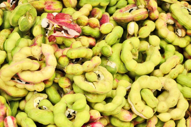 Sweet Manila Tamarind Fruit Stock Photo Image of seed, organic 59515638