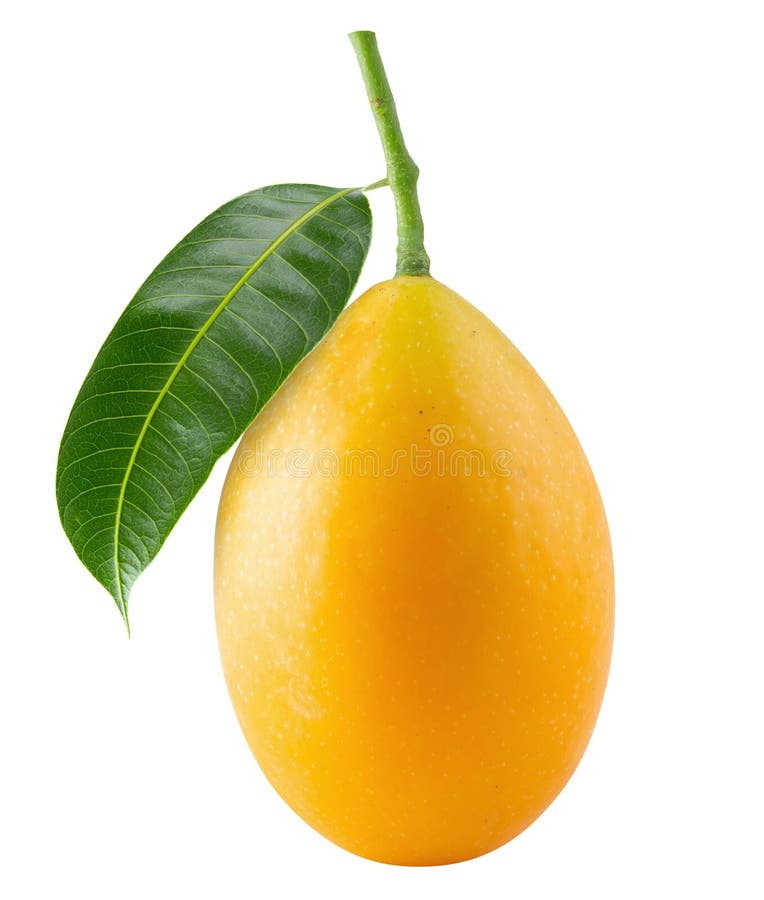Sweet Marian plum fruit isolated on white background royalty free stock photography