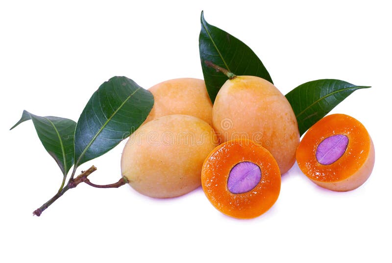 Marian plum fruit isolated on white background royalty free stock photography