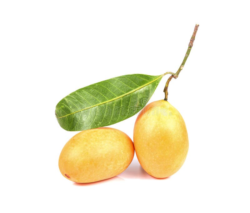 Sweet Marian plum Thai fruit isolated on white background stock photos