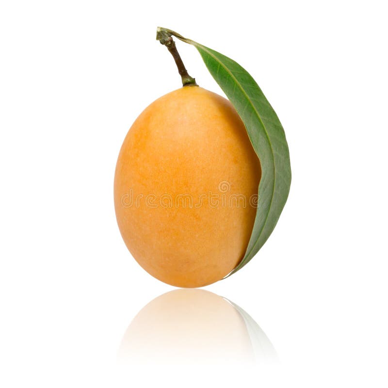 Sweet Marian plum thai fruit isolated on white background stock image