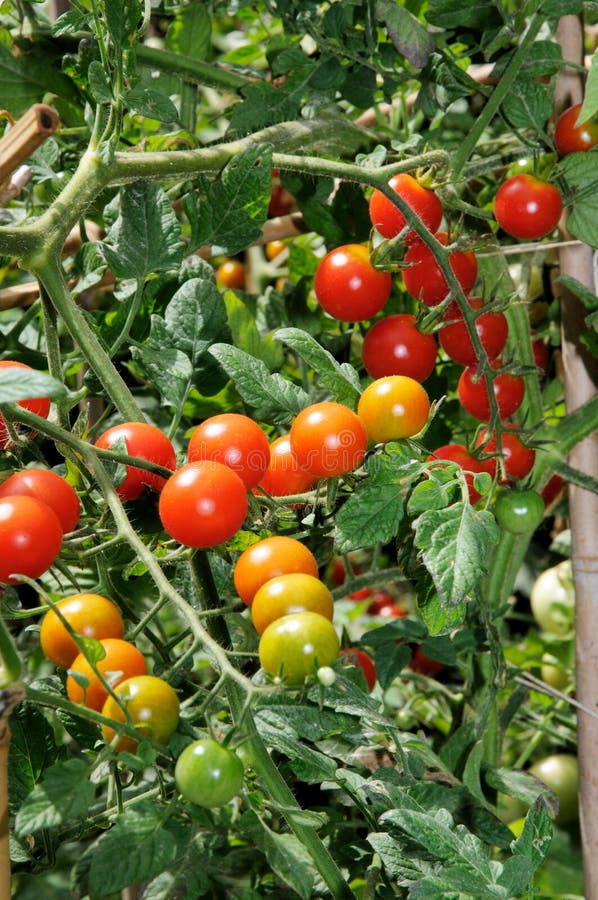 Sweet Million Cherry Tomatoes on Plant. Stock Photo Image of vines