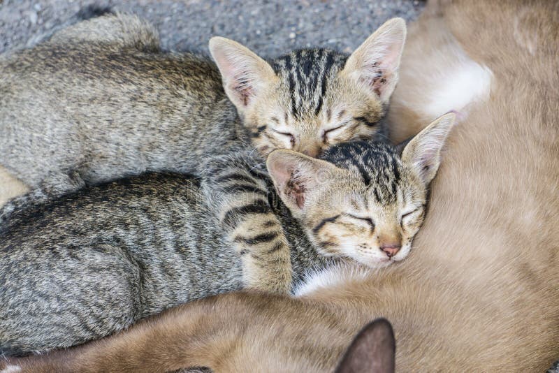 Sweet moment A group of different kitten sleeping on the floor. stock image Sweet moment A group of different kitten sleeping on the floor. stock image