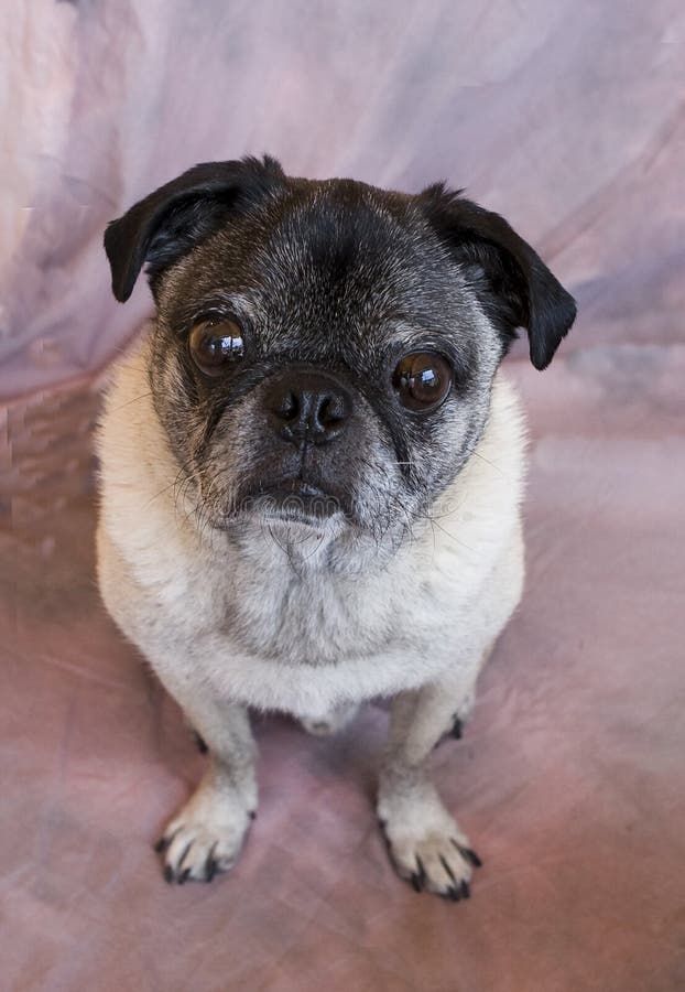 Sweet old pug royalty free stock photo