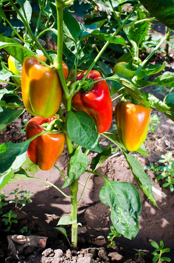 Sweet orange bell peppers