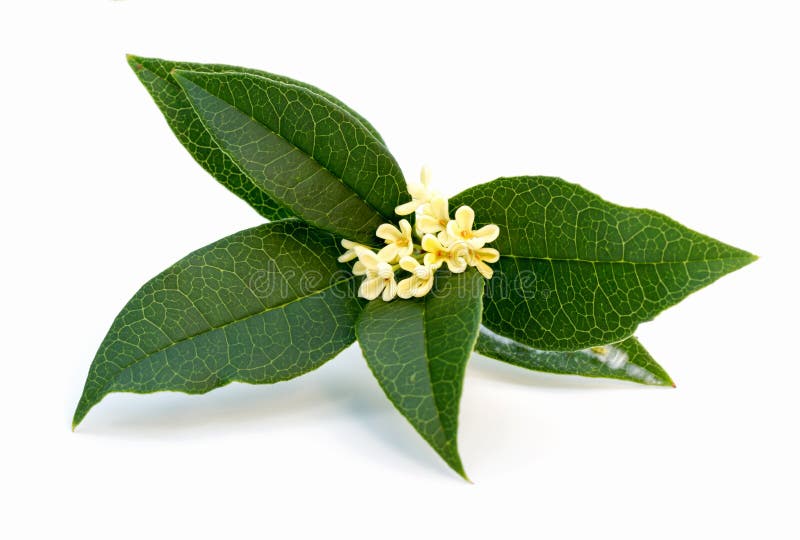 Osmanthus