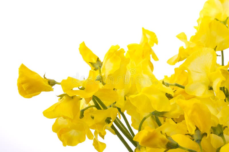 723 Yellow Sweet Pea Flower Stock Photos Free & RoyaltyFree Stock