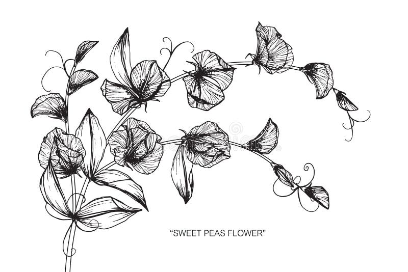 Sweet peas flower and leaf hand drawn botanical Vector Image