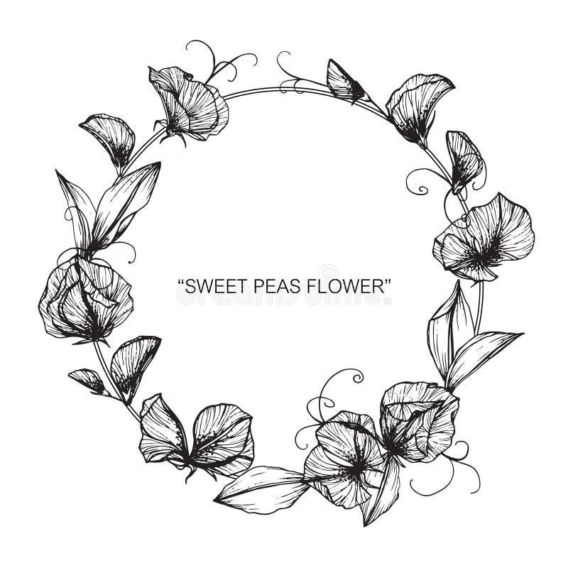 20 Sweet Pea Tattoo Stock Photos Pictures  RoyaltyFree Images  iStock
