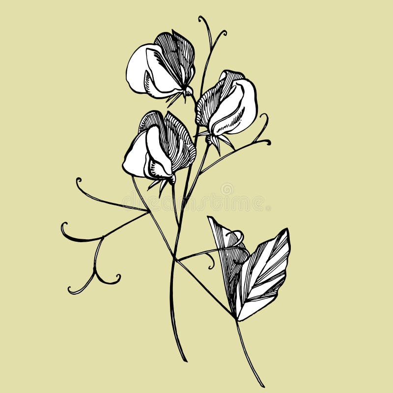 My Image 12