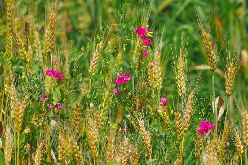 Sweet pea flowers and ripe ears of wheat. Summer background