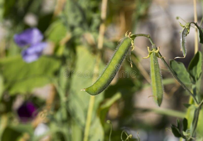Sweet pea seed pods stock photo. Image of seeds, stem 26878058