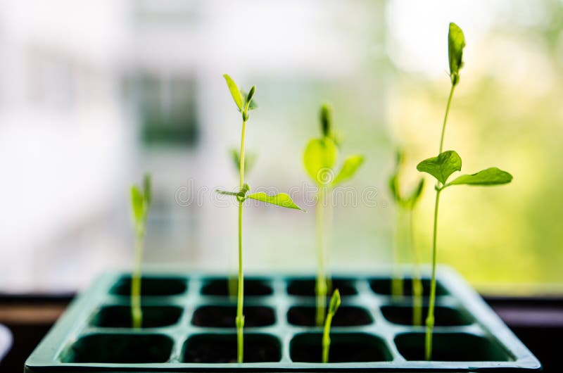 Sweet ornamental pea (lathyrus) sprouts growing. Sweet ornamental pea (lathyrus) sprouts growing