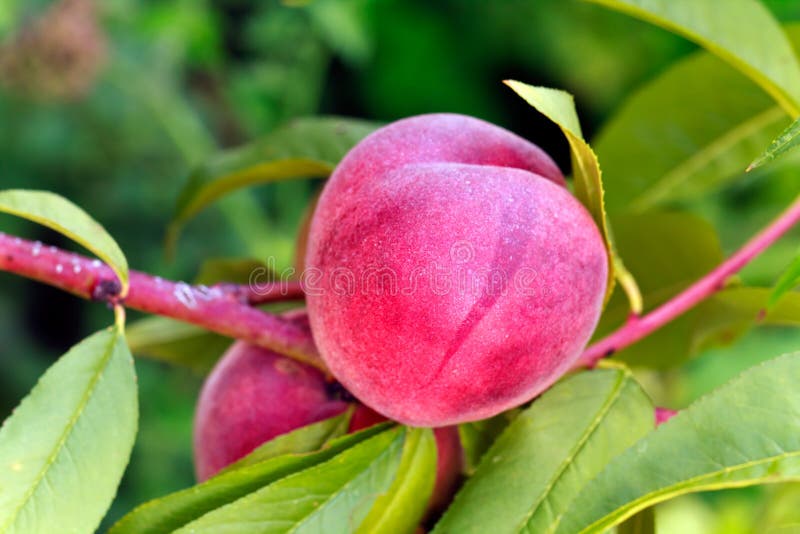 Sweet Peach Fruits Growing on a Peach Tree Branch Stock Image Image