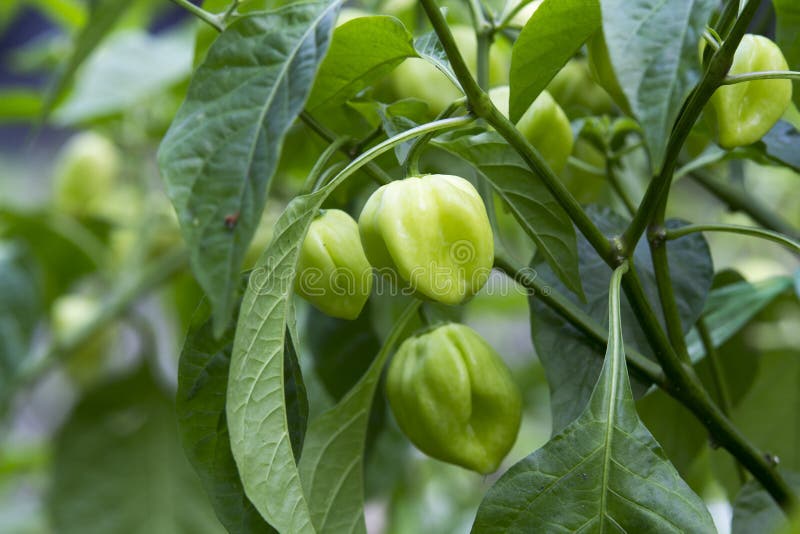 Sweet bell Pepper on tree stock image. Image of ingredient 30239219