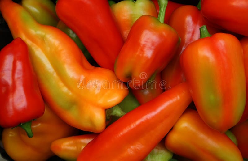 Sweet Pepper Different Colors Stock Photo Image of health, flora