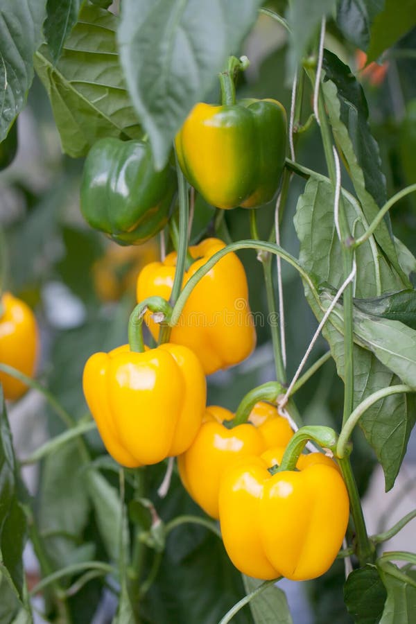 Red Bell Peppers in a Greenhouse Stock Image Image of nursery, color