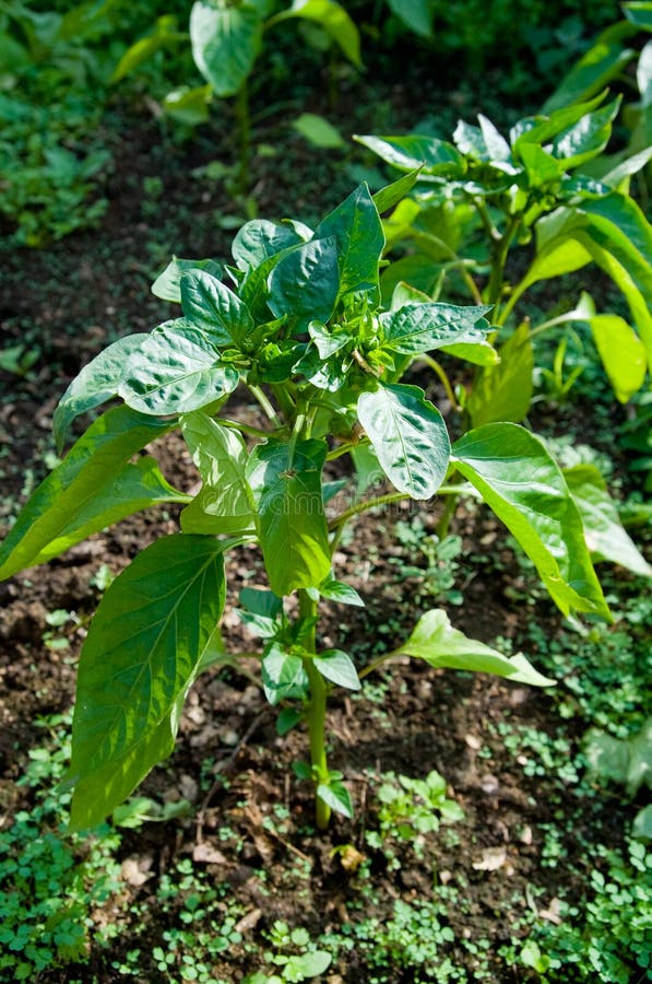 Sweet pepper plant stock photo Sweet pepper plant stock photo