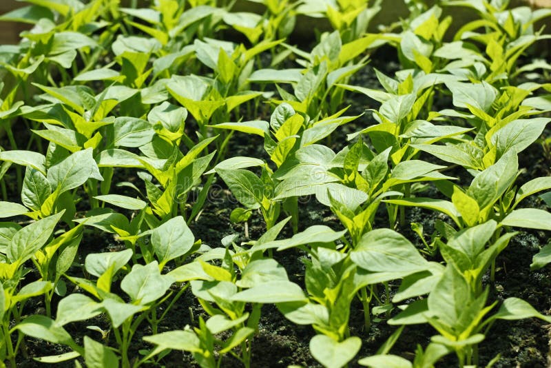 Sweet Pepper Seedling Rows Before Planting Stock Image Image of foliage, leaf 40685931