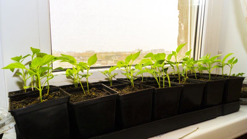 Sweet pepper seedlings grown from seeds at home, for further planting in the garden.