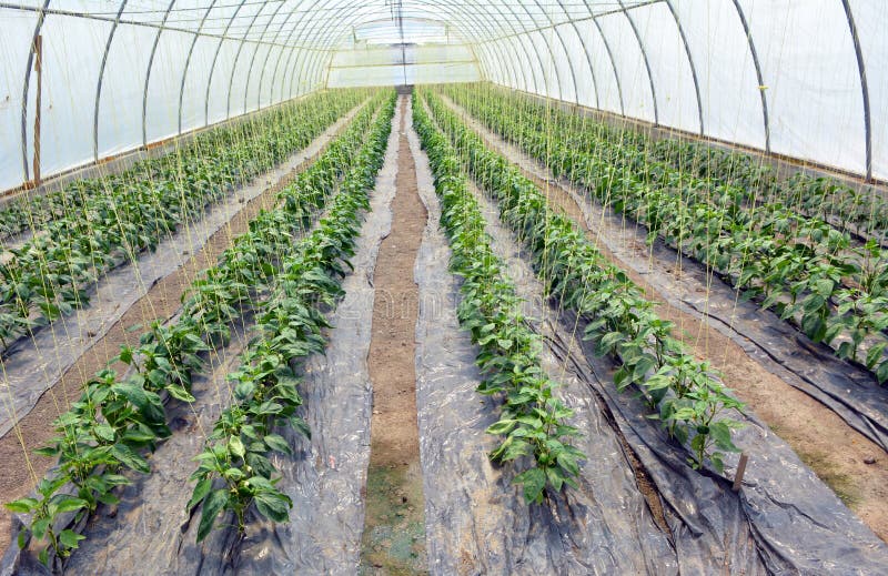 Sweet Pepper, Which is Grown in a Greenhouse Stock Photo Image of