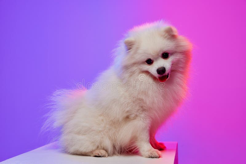 814 Pink Pomeranian Pet Stock Photos - Free & Royalty-Free Stock Photos  from Dreamstime
