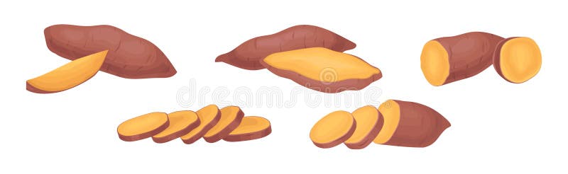 Sweet Potato As Large, Starchy, Sweet-tasting Tuberous Root Vegetable ...