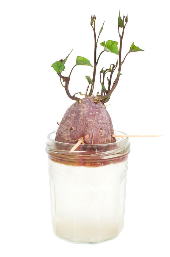 Sweet Potato Germination Technique In A Glass Jar Stock Photo Image