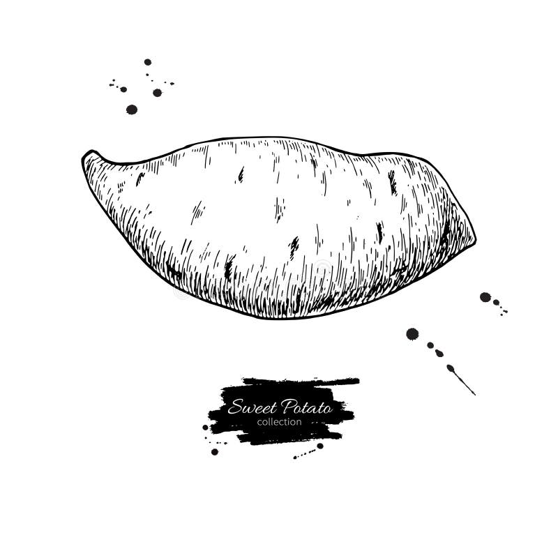 Sweet potato hand drawn vector illustration. 