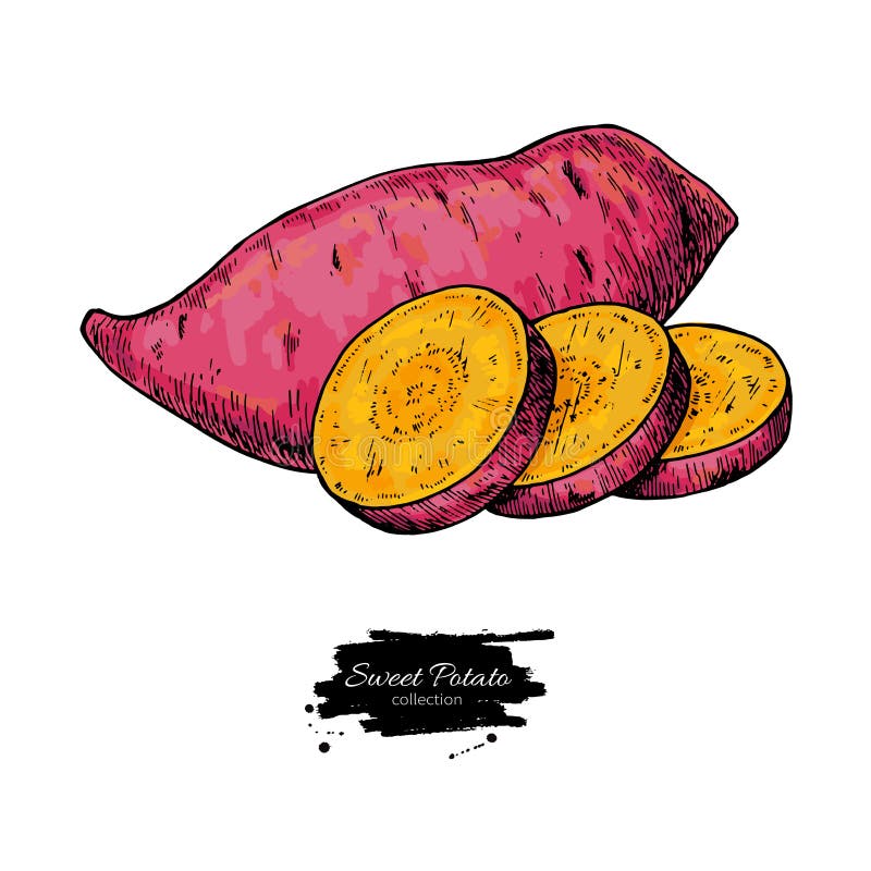 Potato Vector Drawing. Isolated Hand Drawn Potatoes . Vegetable Stock