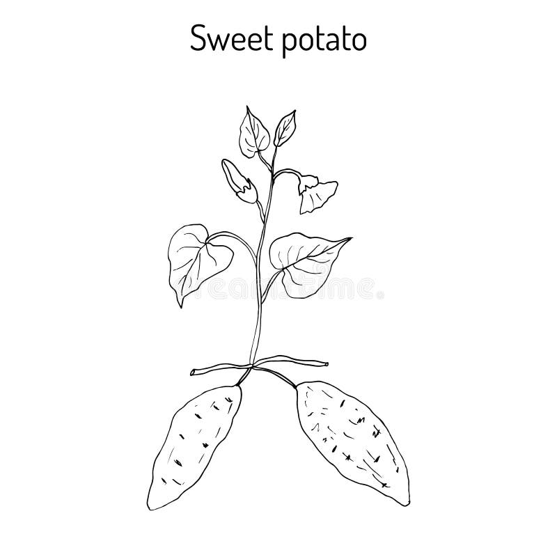 Sweet Potato Ipomoea Batatas Stock Vector Illustration of fruit, isolated 88773958