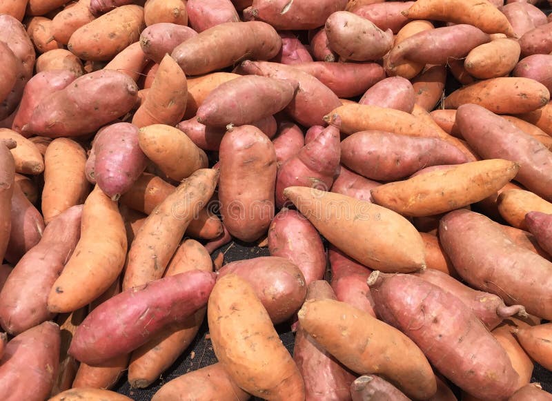 Sweet Potato or Kumara Background Stock Image Image of potatoes