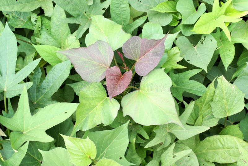 Sweet potato leaf stock photo. Image of fruits, green 16044960