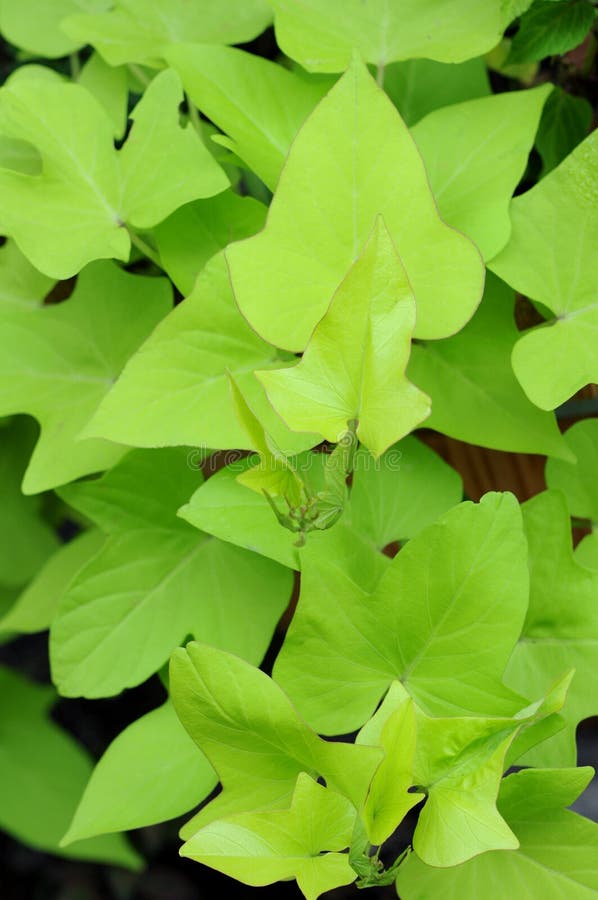 Sweet potato leaves stock image. Image of stem, food 35215947