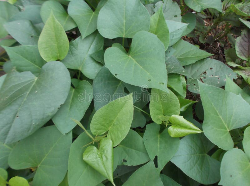 Sweet potato leaves stock image. Image of green, outdoor 53211879