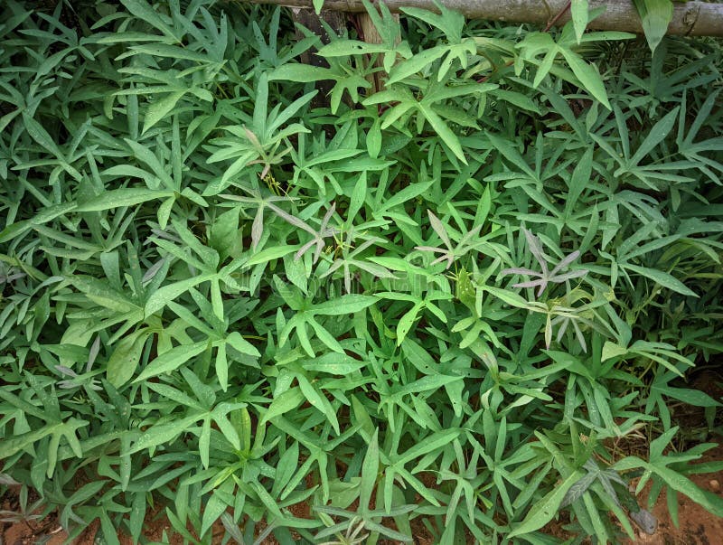 Japanese Sweet Potato Leaves Stock Photos Free & RoyaltyFree Stock