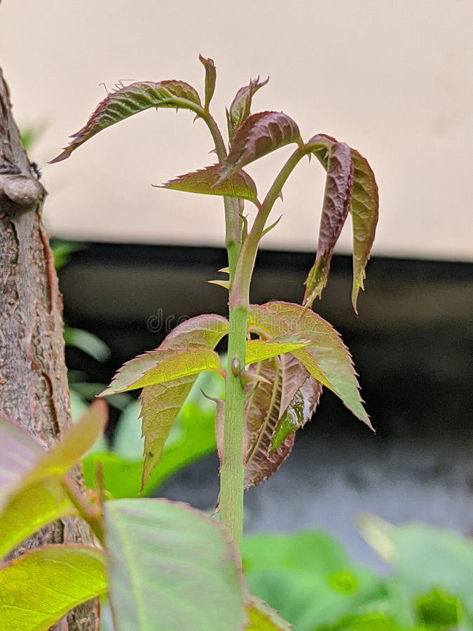 Sweet Potato Tree Buds that Have Just Grown Stock Photo Image of