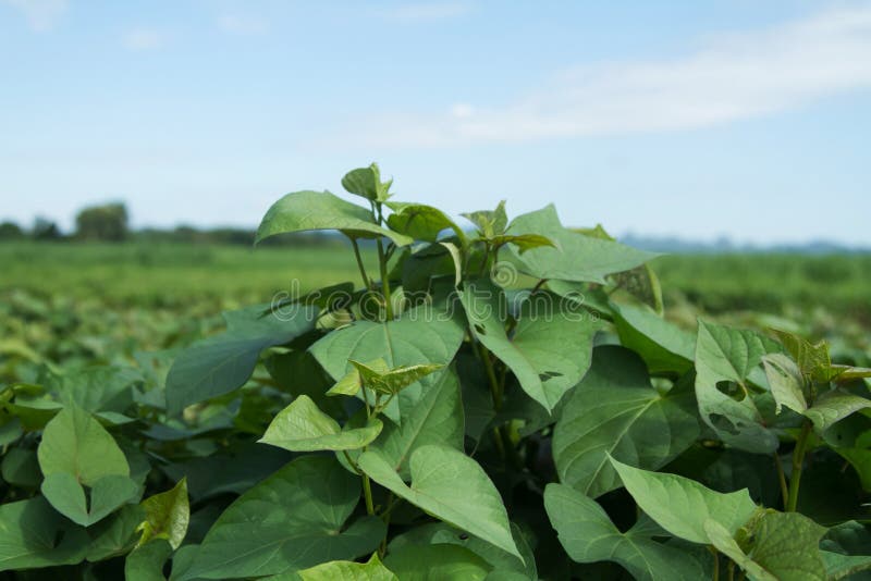 Sweet potato tree stock photo. Image of industry, cultivate 89178574