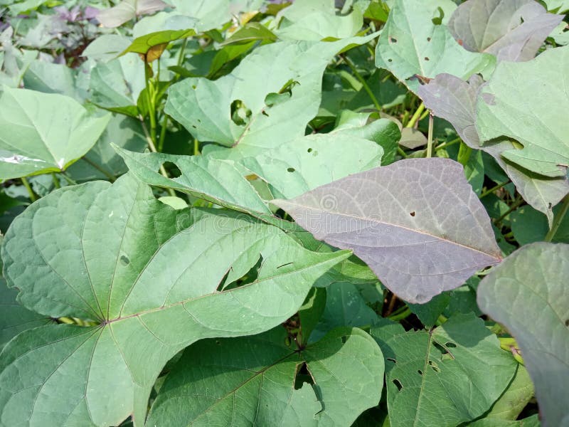 Sweet Potato Tree Leaves in Field Stock Photo Image of green