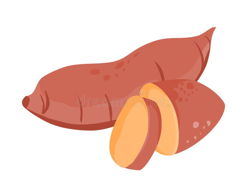 Sweet potato vector.Sweet potato illustration