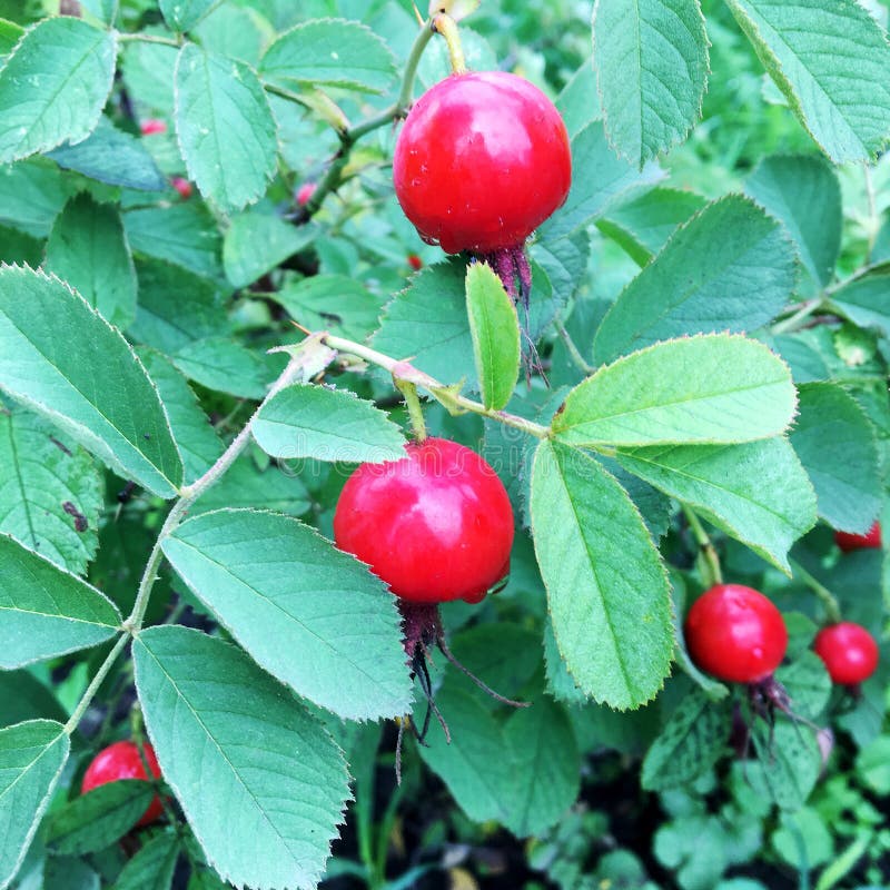 RARE aristotelia peduncularis Heart Berry Bush 5 seeds UK SELLER