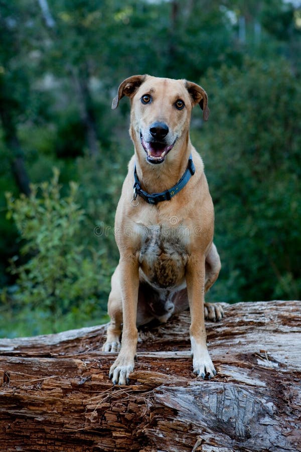 A Ridge back sitting on a log in the forest. Log animal stock images, royalty-free photos and pictures