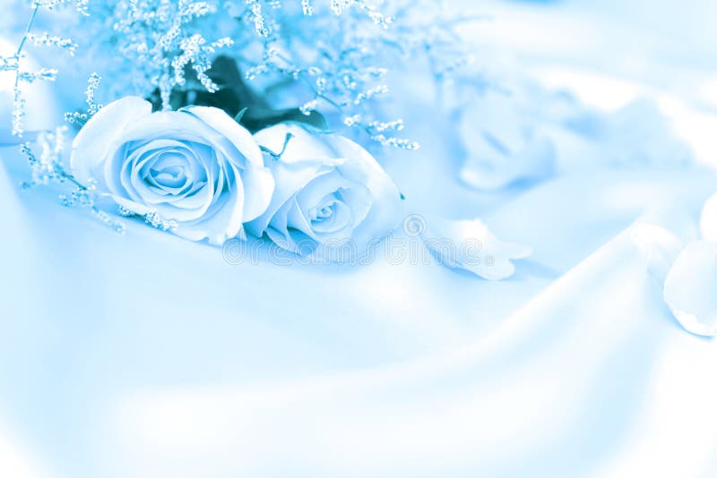 Hoa hồng là biểu tượng cho tình yêu và sự lãng mạn. Hãy cùng xem hình ảnh liên quan đến hoa hồng để cảm nhận được sự đẹp đẽ và tinh tế của loài hoa này.