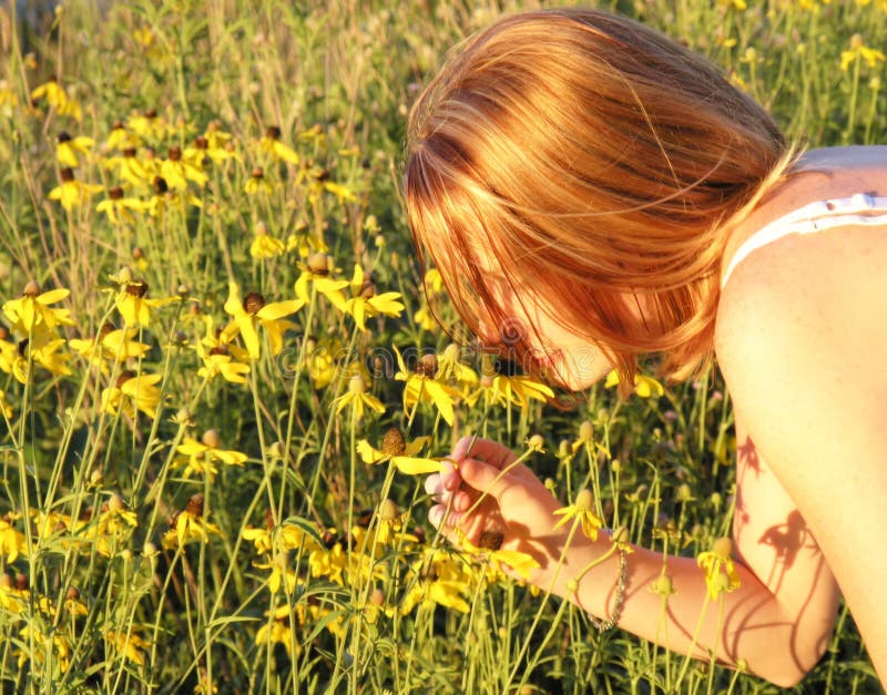Sweet Smell stock photo. Image of daisy, nature, sunny 4555236