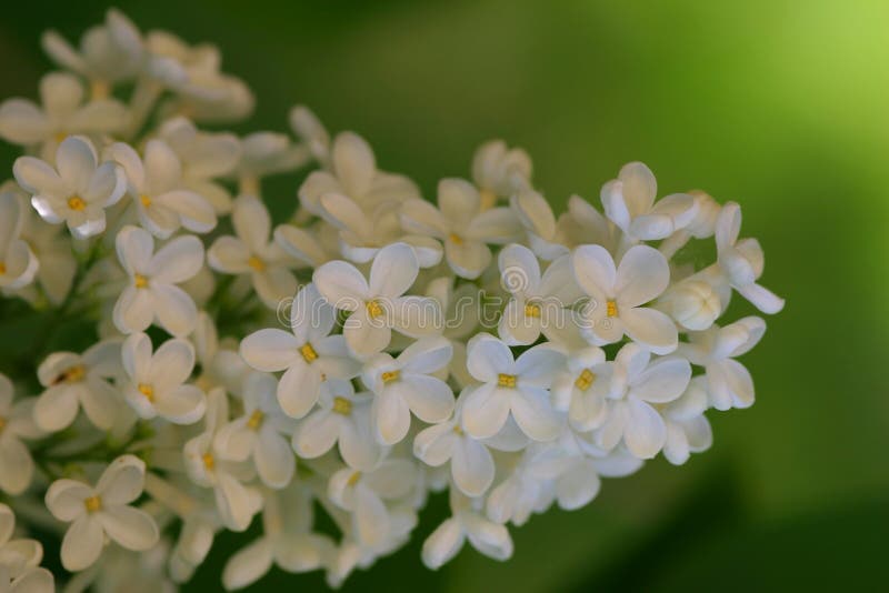 The sweet smell of spring stock photo. Image of light, spring 457754