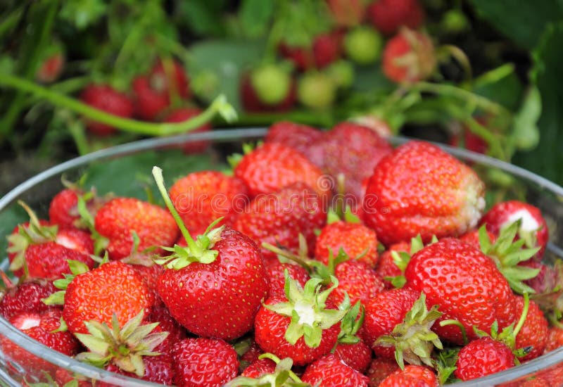 Sweet strawberry fruit