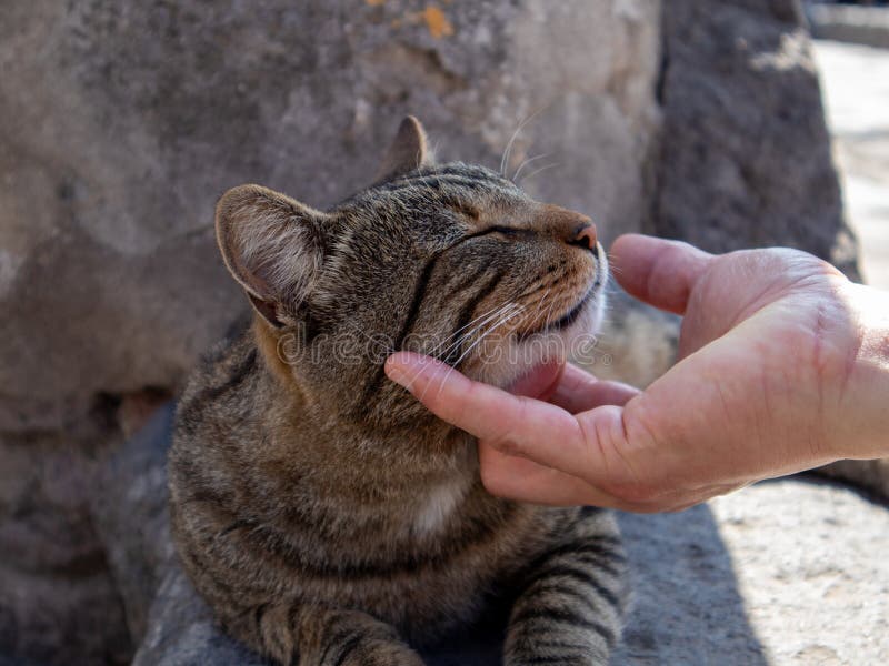 Cat chin scratcher 2025