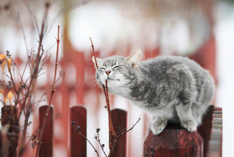 Sweet tabby cat fondled on a branch in spring on a fence in the