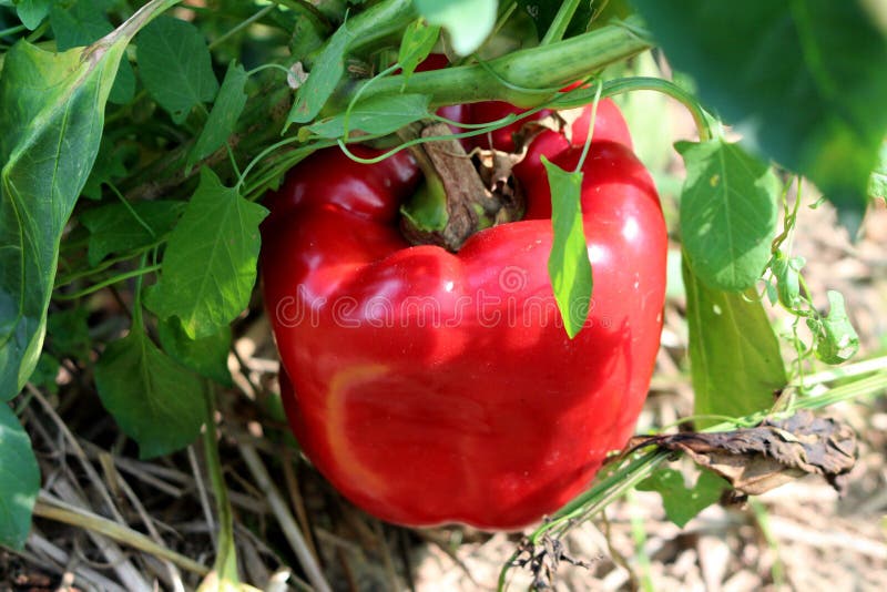 Sweet thick red pepper called California wonder growing in local garden surrounded with green and dried leaves