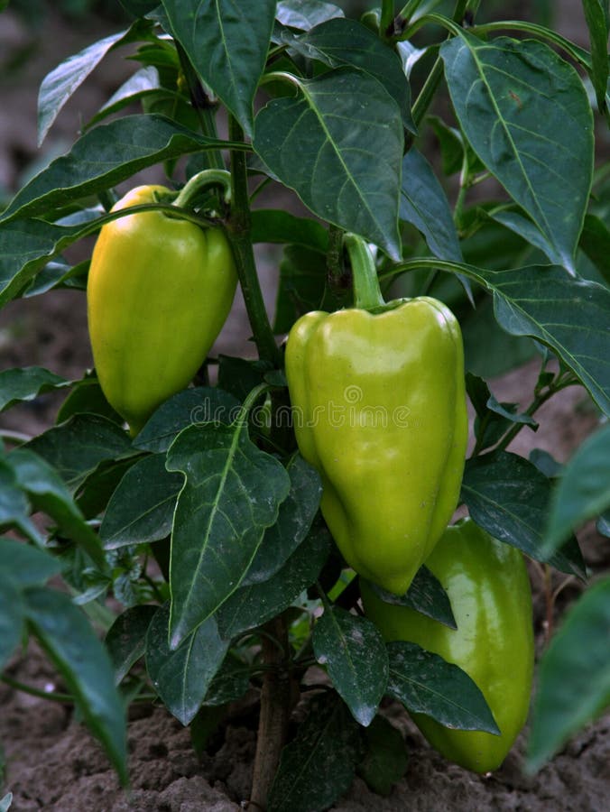 Sweet pepper vegetable_6 stock image. Image of soil, bush 99276925